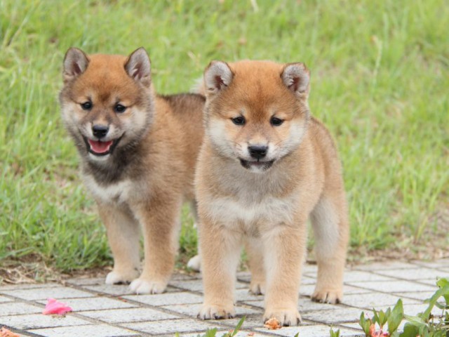IMG_6559-shibainu-koinu IMG_6559-shibainu-koinu