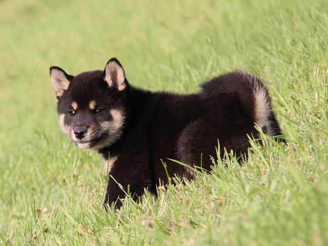 IMG_6584-shiba-puppy IMG_6584-shiba-puppy