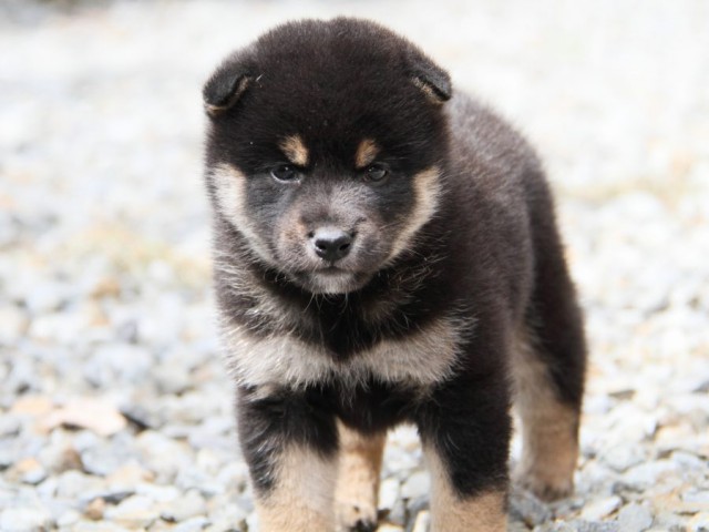 IMG_6611-shibainu-koinu IMG_6611-shibainu-koinu