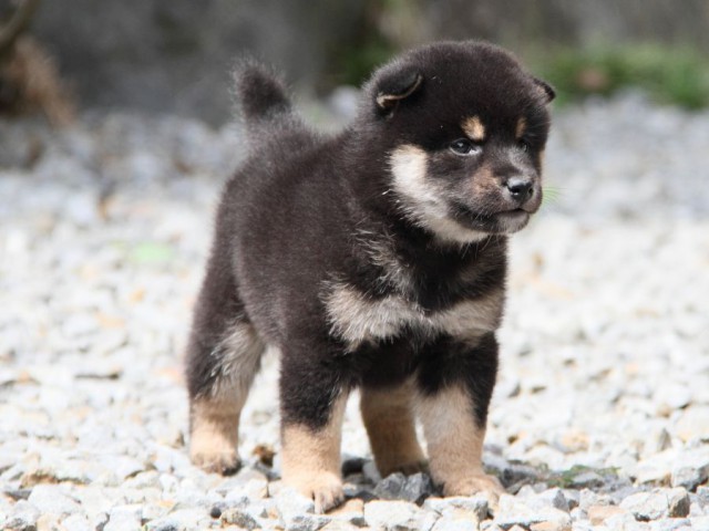 IMG_6629-shibainu-koinu IMG_6629-shibainu-koinu