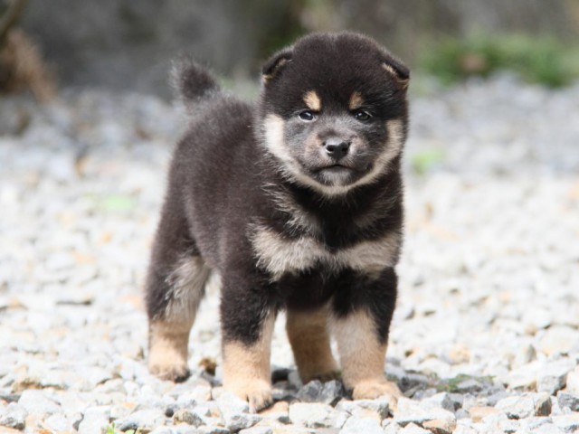 IMG_6632-shibainu-koinu IMG_6632-shibainu-koinu