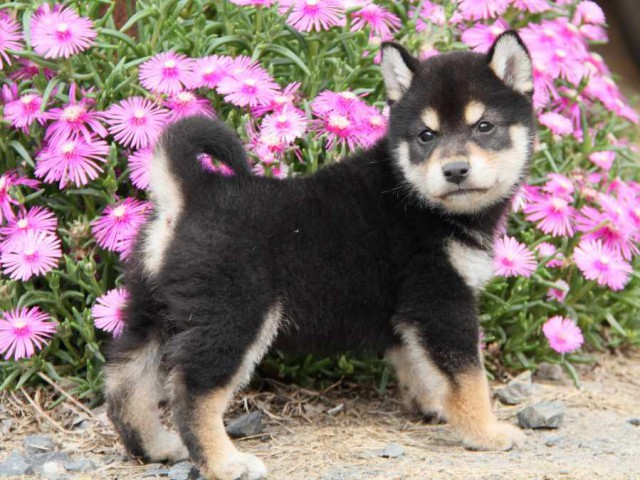 IMG_6644-shibainu-koinu IMG_6644-shibainu-koinu