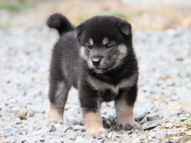 IMG_6680-shibainu-koinu IMG_6680-shibainu-koinu