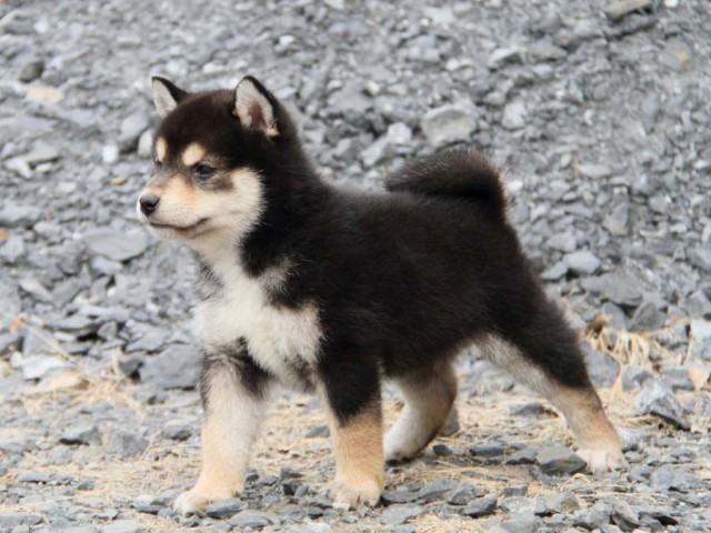 IMG_6696-shibainu-koinu IMG_6696-shibainu-koinu