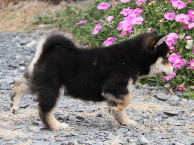 IMG_6702-shibainu-koinu IMG_6702-shibainu-koinu