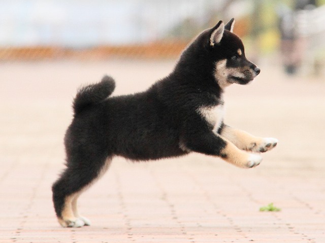 IMG_6707-shiba-puppy IMG_6707-shiba-puppy