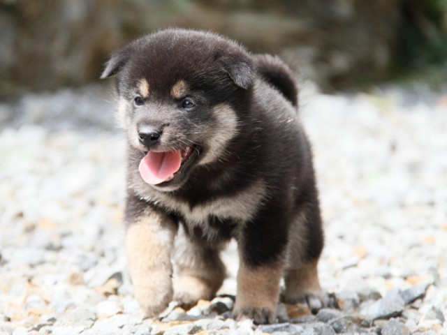 IMG_6707-shibainu-koinu IMG_6707-shibainu-koinu