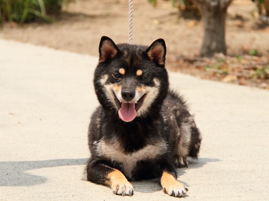 IMG_6709-shibainu Puppy