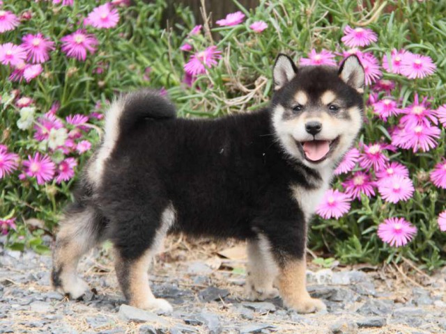 IMG_6711-shibainu-koinu IMG_6711-shibainu-koinu