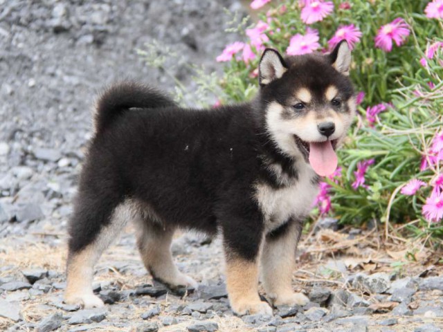 IMG_6722-shibainu-koinu IMG_6722-shibainu-koinu