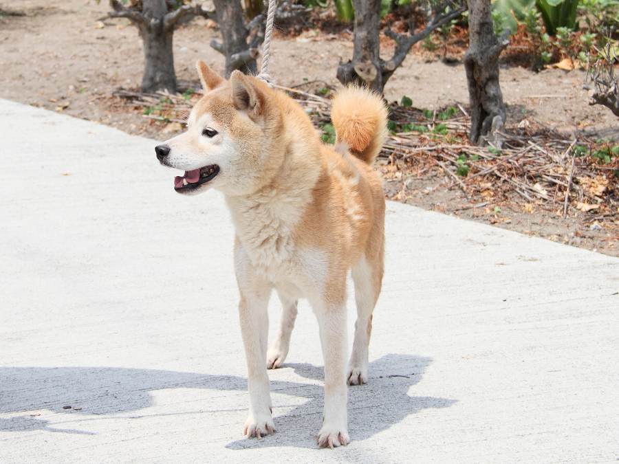 IMG_6728-shibainu Puppy
