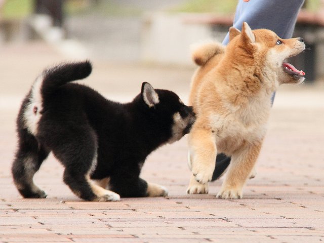 IMG_6771-shiba-puppy IMG_6771-shiba-puppy