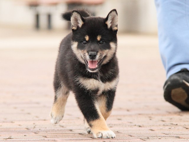 IMG_6775-shiba-puppy IMG_6775-shiba-puppy