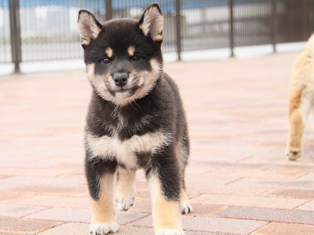 IMG_6786-shiba-puppy IMG_6786-shiba-puppy