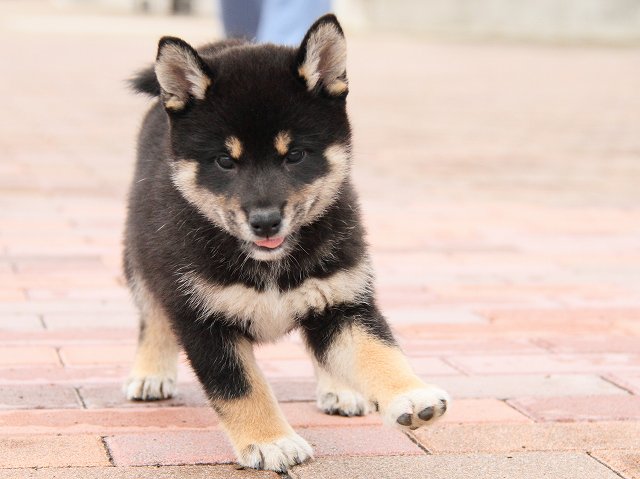 IMG_6828-shiba-puppy IMG_6828-shiba-puppy