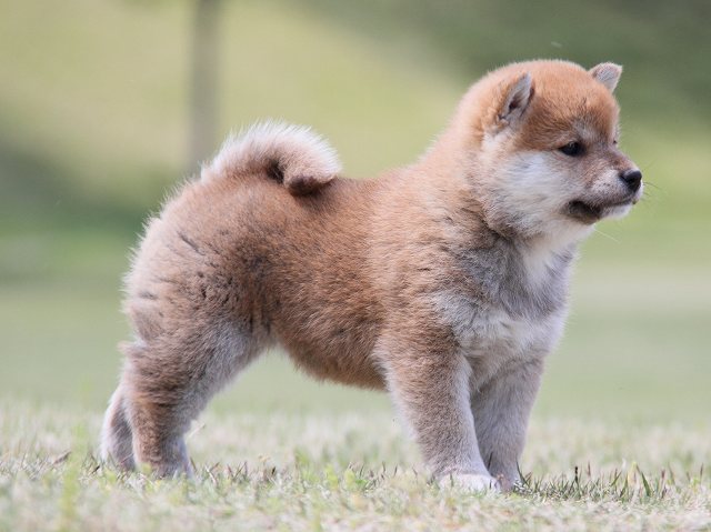 IMG_6996-shiba-puppy IMG_6996-shiba-puppy