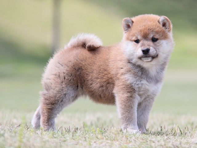 IMG_7000-shiba-puppy IMG_7000-shiba-puppy
