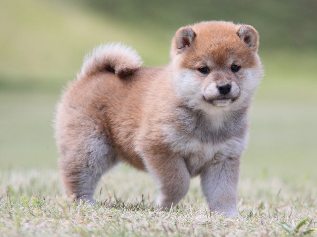 IMG_7002-shiba-puppy IMG_7002-shiba-puppy