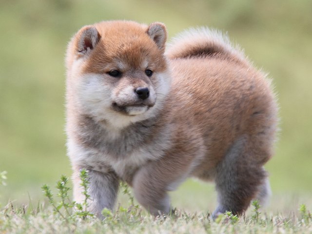 IMG_7028-shiba-puppy IMG_7028-shiba-puppy