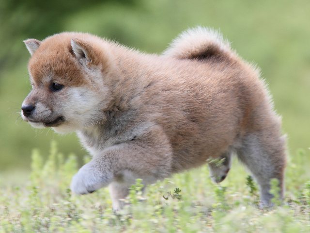 IMG_7030-shiba-puppy IMG_7030-shiba-puppy
