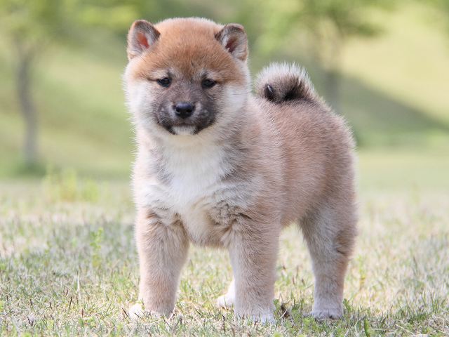 IMG_7174-shiba-puppy