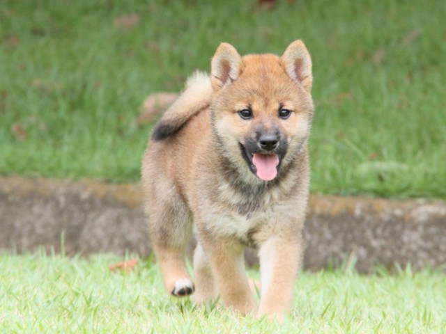 IMG_7208-shibainu-koinu IMG_7208-shibainu-koinu