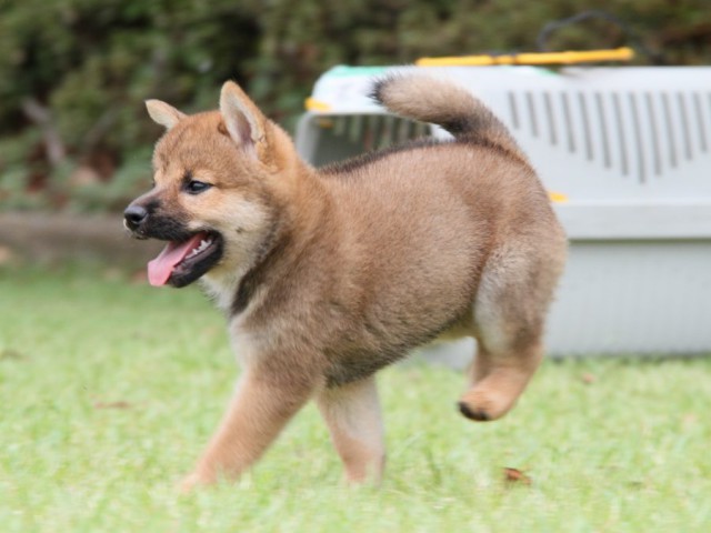 IMG_7218-shibainu-koinu IMG_7218-shibainu-koinu