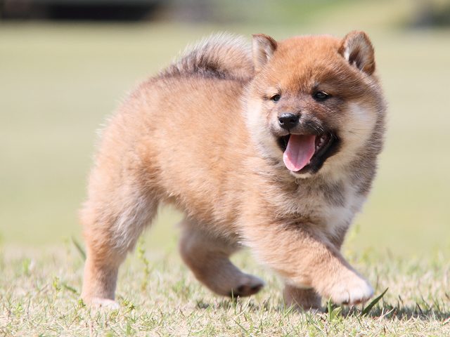 IMG_7228-shiba-puppy IMG_7228-shiba-puppy