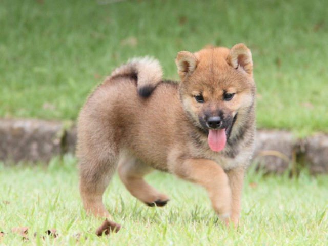 IMG_7231-shibainu-koinu IMG_7231-shibainu-koinu