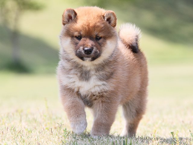 IMG_7236-shiba-puppy IMG_7236-shiba-puppy