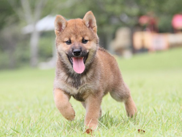 IMG_7249-shibainu-koinu IMG_7249-shibainu-koinu