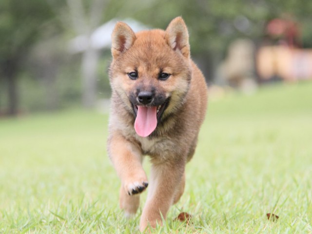 IMG_7252-shibainu-koinu IMG_7252-shibainu-koinu