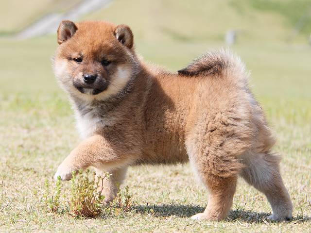 IMG_7274-shiba-puppy IMG_7274-shiba-puppy