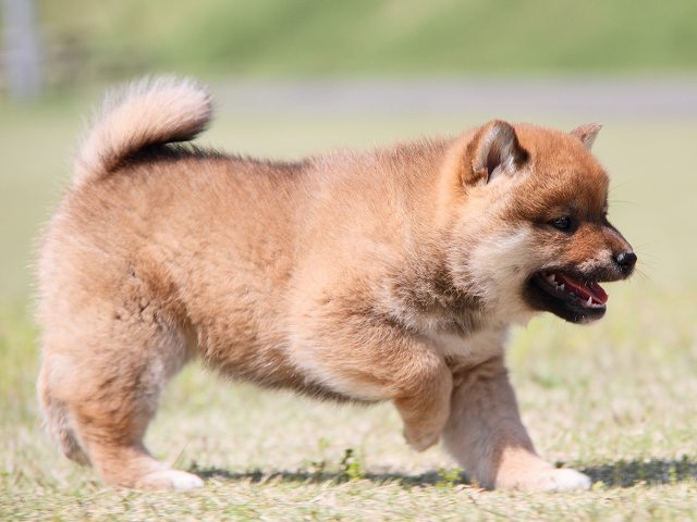 IMG_7280-shiba-puppy IMG_7280-shiba-puppy