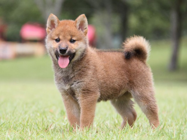 IMG_7295-shibainu-koinu IMG_7295-shibainu-koinu