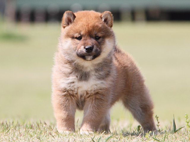 IMG_7317-shiba-puppy IMG_7317-shiba-puppy