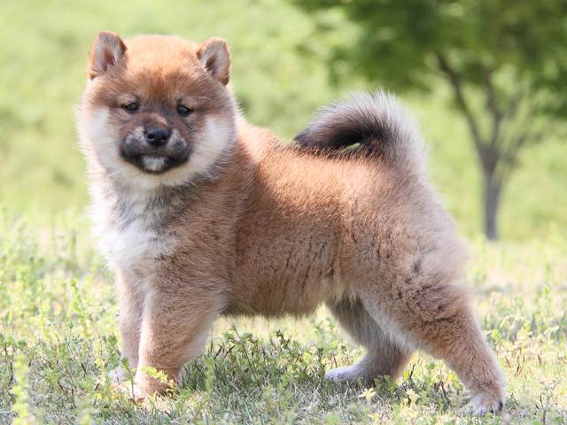 IMG_7323-shiba-puppy IMG_7323-shiba-puppy