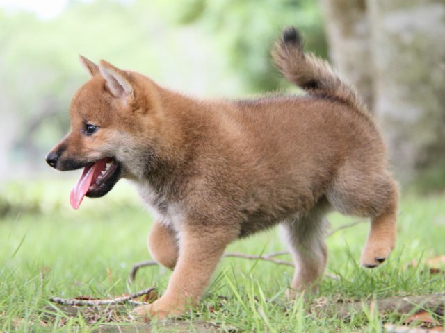 IMG_7336-shibainu-koinu IMG_7336-shibainu-koinu
