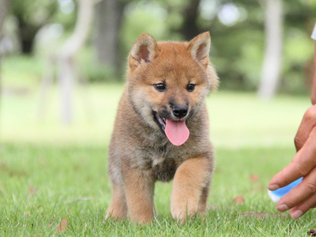 IMG_7344-shibainu-koinu IMG_7344-shibainu-koinu