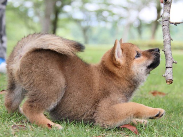 IMG_7347-shibainu-koinu IMG_7347-shibainu-koinu
