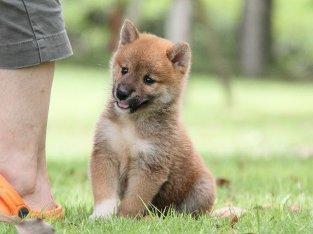 IMG_7356-shibainu-koinu IMG_7356-shibainu-koinu