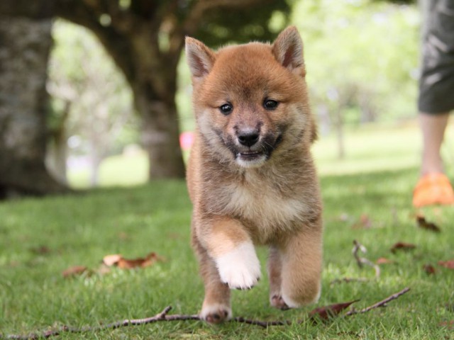 IMG_7396-shibainu-koinu IMG_7396-shibainu-koinu