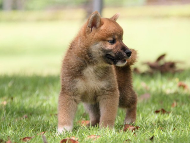 IMG_7405-shibainu-koinu IMG_7405-shibainu-koinu