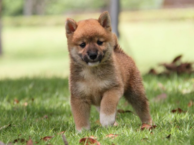 IMG_7409-shibainu-koinu IMG_7409-shibainu-koinu