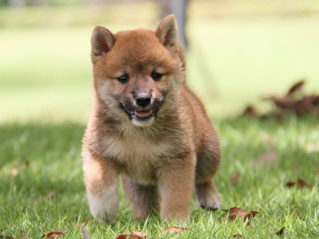 IMG_7411-shibainu-koinu IMG_7411-shibainu-koinu