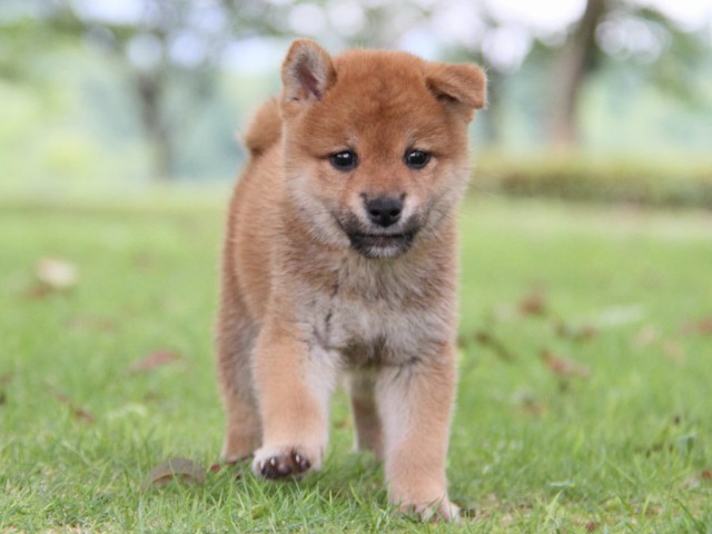 IMG_7456-shibainu-koinu IMG_7456-shibainu-koinu