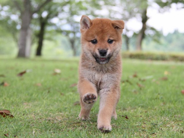 IMG_7461-shibainu-koinu IMG_7461-shibainu-koinu
