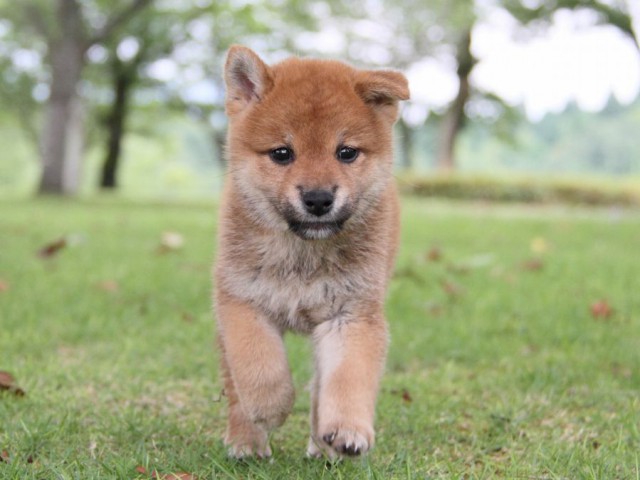IMG_7463-shibainu-koinu IMG_7463-shibainu-koinu