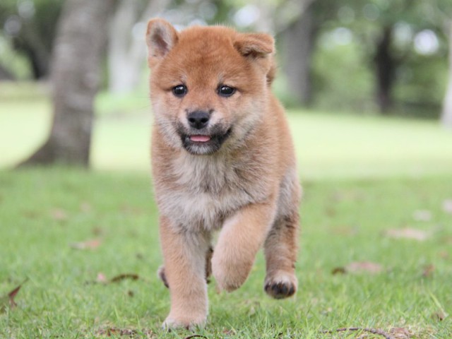 IMG_7469-shibainu-koinu IMG_7469-shibainu-koinu