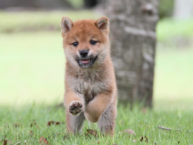 IMG_7502-shibainu-koinu IMG_7502-shibainu-koinu